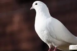 多米体育APP下载-关于欧超杯冲刺阶段再迎强敌；圣安东尼奥马刺队长鼓劲；主帅态度——目标明确；医务组通报恢复的信息